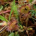 Drosera rotundifolia