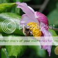 Anemone x hybrida 'Robustissima'