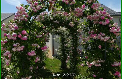 Les roses de mon jardin