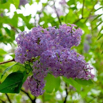 Sortie du jeudi 17 avril 2008  5AB