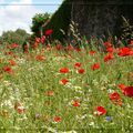 Rouges coquelicots...