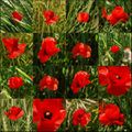 Passion coquelicot