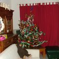 MON PETIT SAPIN (enfin petit ...petit????°