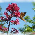 Papillon sur valériane