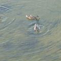 3 canards et cercles dans l'eau, pont Dauphine