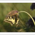 papillon sur anémone pulsatille