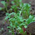 Vous vous souvenez du potager?