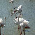 60 - Flamants roses