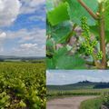 Dans les vignes champenoises