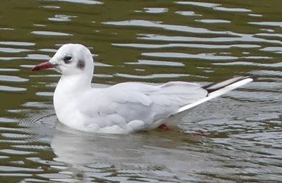 Mouette