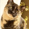[GRIF' En Fête] À mon chat je promets...