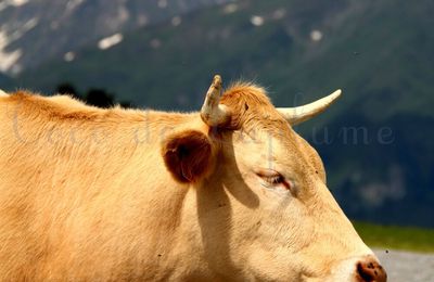 AU SOMMET DU COL D'ASPIN -HAUTES-PYRENEES-