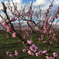 [Drôme] pause dans les vergers en fleurs