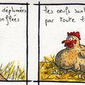 mes poules ont grossi