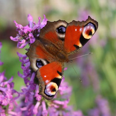 Jardin botanique - Ogród Botaniczny - Les papillons