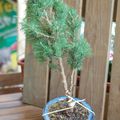 Picea abies