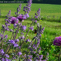 Un tour au jardin 2022