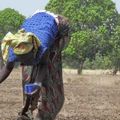 Sénégal 90, petite irrigation Sine Saloum et Moyenne Casamance