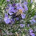 Un peu de Provence dans mon jardin avec le romarin