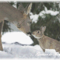 153 - Un instant de tendresse....