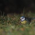 Mésange bleue au sol