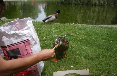 des canards pas farouches rencontrés au Jardin du Champs de Mars à Montpellier...