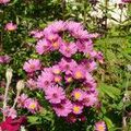 C'est l'autonne, voila les asters