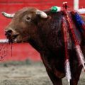 Abolition de la corrida : après Barcelone, México ? 