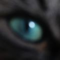 Oeil de lynx
