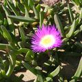 une fleur sur bord de plage