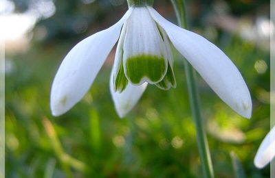 C'est le printemps ! (ou presque)