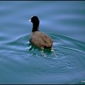 Foulque macroule sur le lac d'Evian