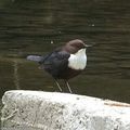 Cincle plongeur, Wasseramsel, White-troated Dipper