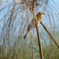 Le Botswana : immersion dans le delta de l'Okavango 2