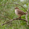 Moineau d'hiver, moineau d'été