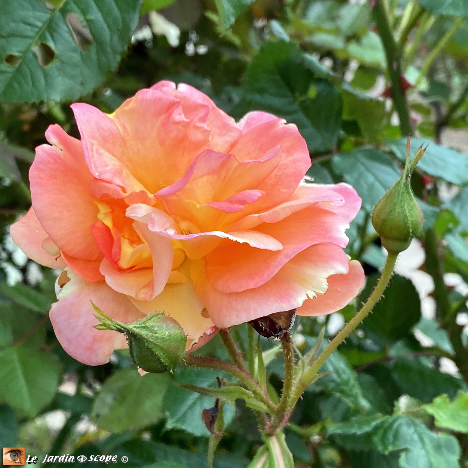 Rosa Westerland