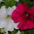 Duo en rouge et blanc