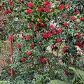 Un des camélias du Jardin des Plantes d'Orléans