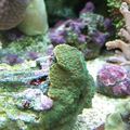 Plateau Montipora Vert