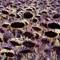 Tournesols