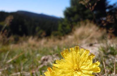 Plateau de Sornin (Engin)