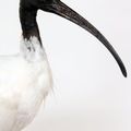 Ibis à cou noir Threskiornis molucca