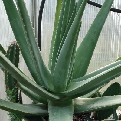 L'Aloe vera