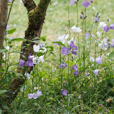 Fleurs du jardin ...