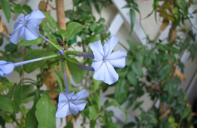 Mon Balcon