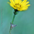 La mouche et le salsifi * The fly and the salsify