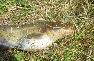 Silure, poisson chat à Mardié