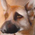 Details portraits chiens
