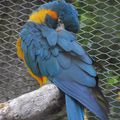 BOLIVIE - L'Ara à gorge bleue s'éloigne de l'extinction