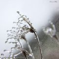 Les doigts de glace